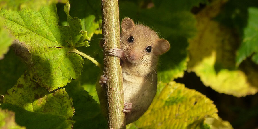 Foto-hazelmuis@Ruud-Foppen(1)